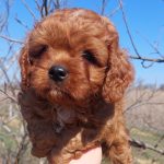 Simba Cavapoo