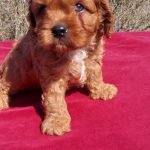 Valor-male-Cavapoo-puppy-for-sale-5