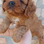 Valor-male-Cavapoo-puppy-for-sale-6