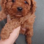 Vegas-male-Cavapoo-puppy-for-sale-1