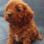 Luke Cavapoo