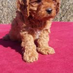 Vegas-male-Cavapoo-puppy-for-sale-3