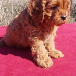 Vegas-male-Cavapoo-puppy-for-sale-4