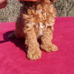 Vegas-male-Cavapoo-puppy-for-sale-5
