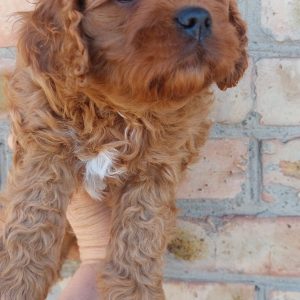 Vegas Cavapoo
