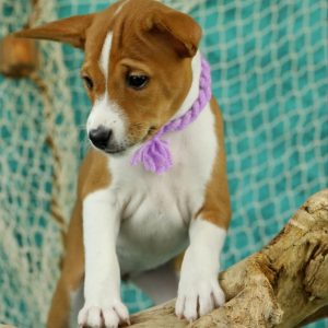 Viola Basenji