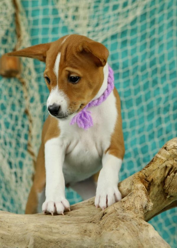 Viola Basenji