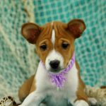 Rosh Basenji