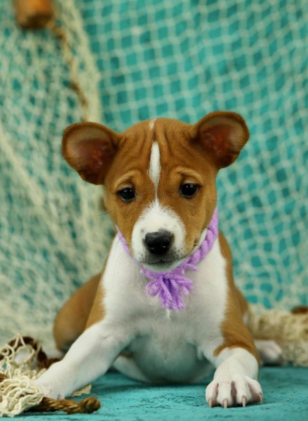 Viola Basenji