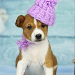 Viola-female-Basenji-puppy-for-sale-3