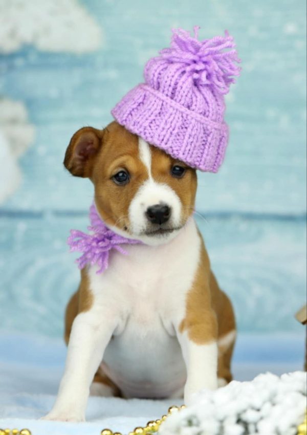Viola Basenji