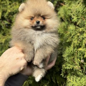 Willy Pomeranian