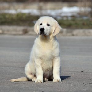 Yesenia Golden Retriever