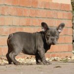 Zeusz-male-french-bulldog-puppy-for-sale-1