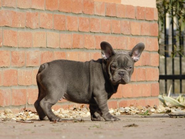 Zeus French Bulldog