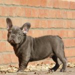 Zeusz-male-french-bulldog-puppy-for-sale-2