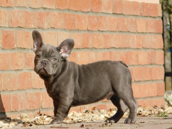 Zeus French Bulldog