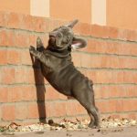 Zeusz-male-french-bulldog-puppy-for-sale-3