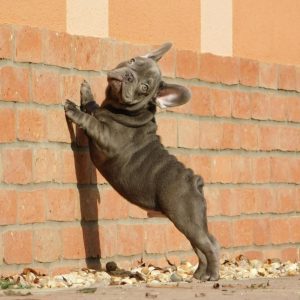 Zeus French Bulldog
