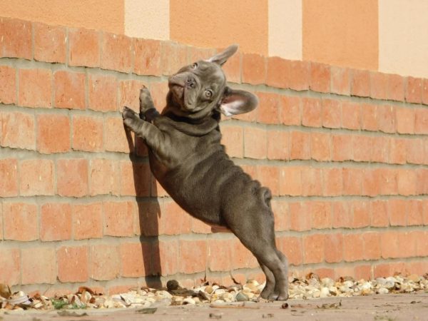 Zeus French Bulldog