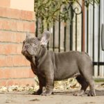 Zeusz-male-french-bulldog-puppy-for-sale-4