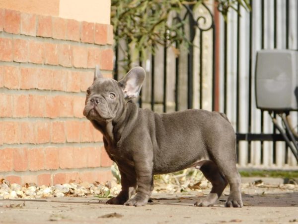 Zeus French Bulldog