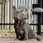 Ruby French Bulldog