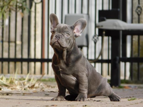Zeus French Bulldog