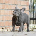 Zeusz-male-french-bulldog-puppy-for-sale-6