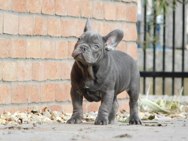 Zeus French Bulldog