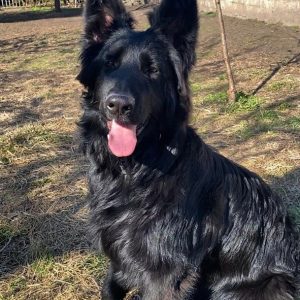Alima German Shepherd