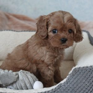 Isara Cavapoo