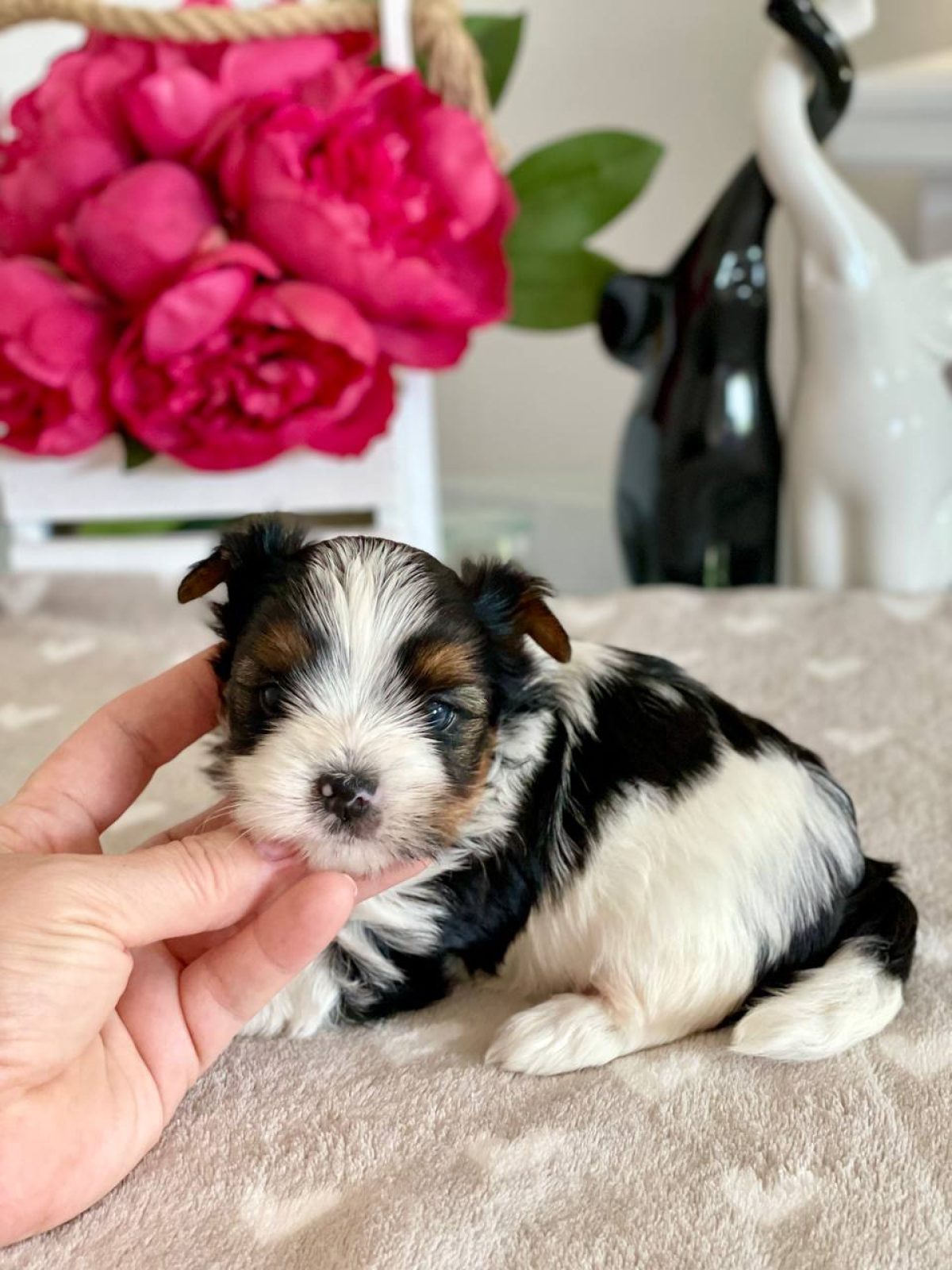 Biewer Yorkshire Terrier Dogs and Puppies for sale - Main Image
