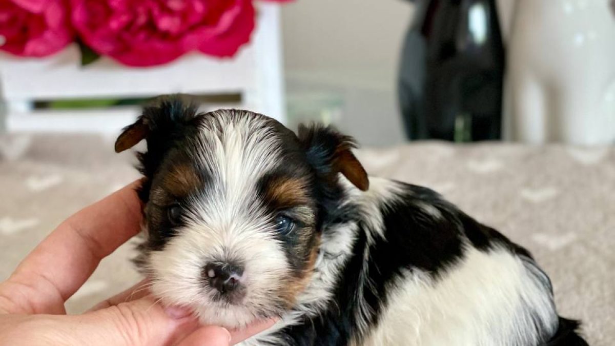 Biewer Yorkshire Terrier Dogs and Puppies for sale