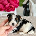 Elizabet Biewer Yorkshire Terrier