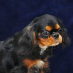 ALBUS-male-King-Charles-spaniel-puppy-for-sale-01