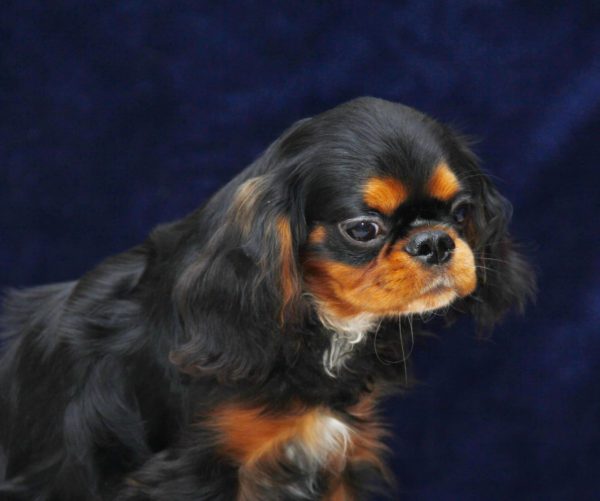 Albus Cavalier King Charles Spaniel