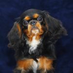 Majesty Cavalier King Charles Spaniel