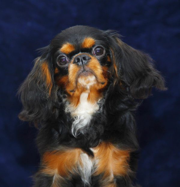 Albus Cavalier King Charles Spaniel