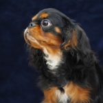 ALBUS-male-King-Charles-spaniel-puppy-for-sale-03