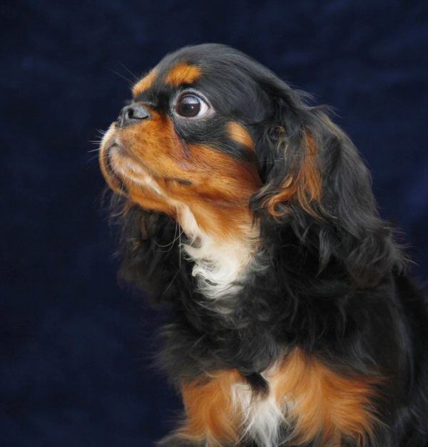 Albus Cavalier King Charles Spaniel