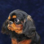 ARTHUR-male-King-Charles-spaniel-puppy-for-sale-01