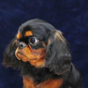 Arthur Cavalier King Charles Spaniel