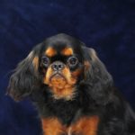 ARTHUR-male-King-Charles-spaniel-puppy-for-sale-02