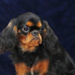 Dallas Cavalier King Charles Spaniel