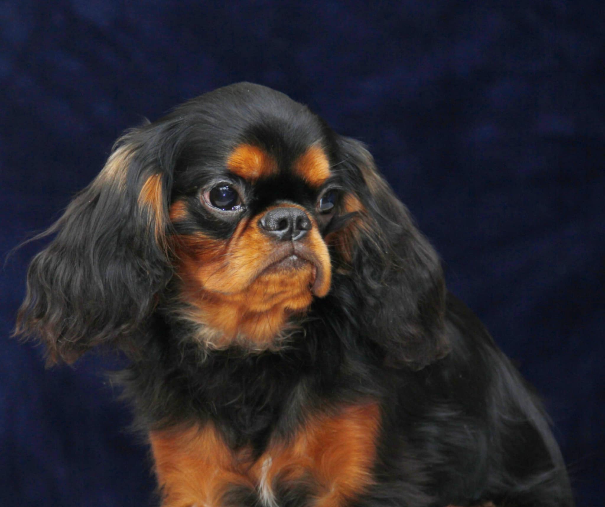 Male Cavalier Neutering Cavalier King Charles Spaniel Cavalier