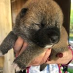 Asaha Shiba Inu