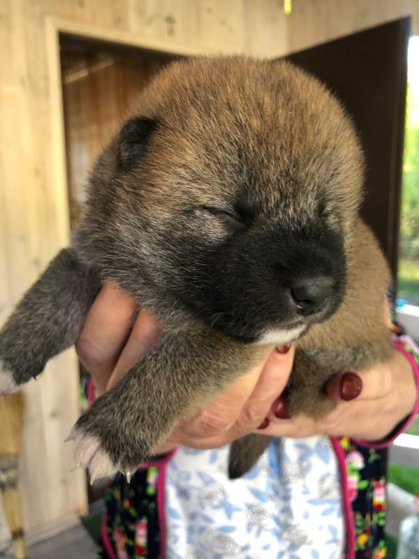 Ador Shiba Inu