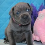 Alma Cane Corso