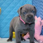 Agata-female-cane-corso-puppy-for-sale-1 (2)
